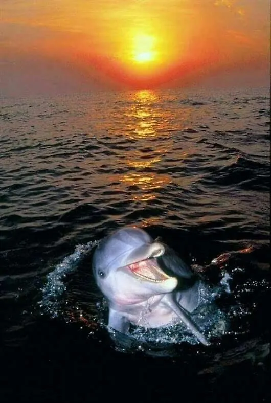 Aspra Al Delfino Blu Lägenhet Bagheria Italien